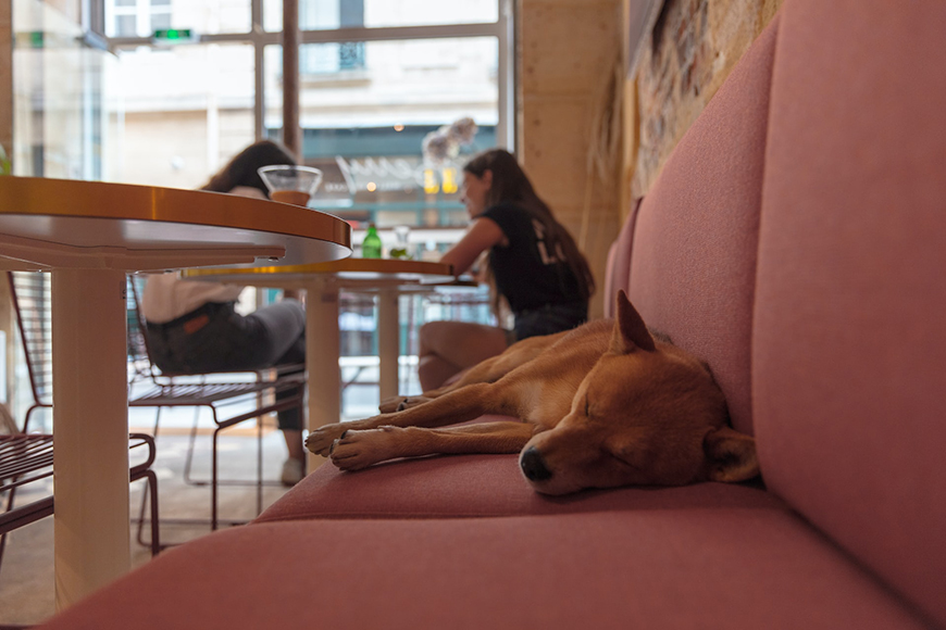 dog-friendly restaurants in st louis